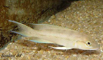 Neolamprologus longicaudatus